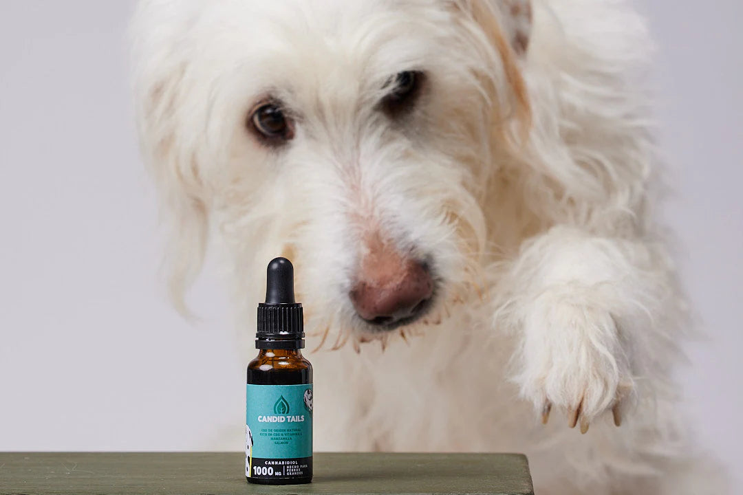 CANDID TAILS ACEITE CBD CON CÁÑAMO PARA PERRO GRANDE +25kg 20ML