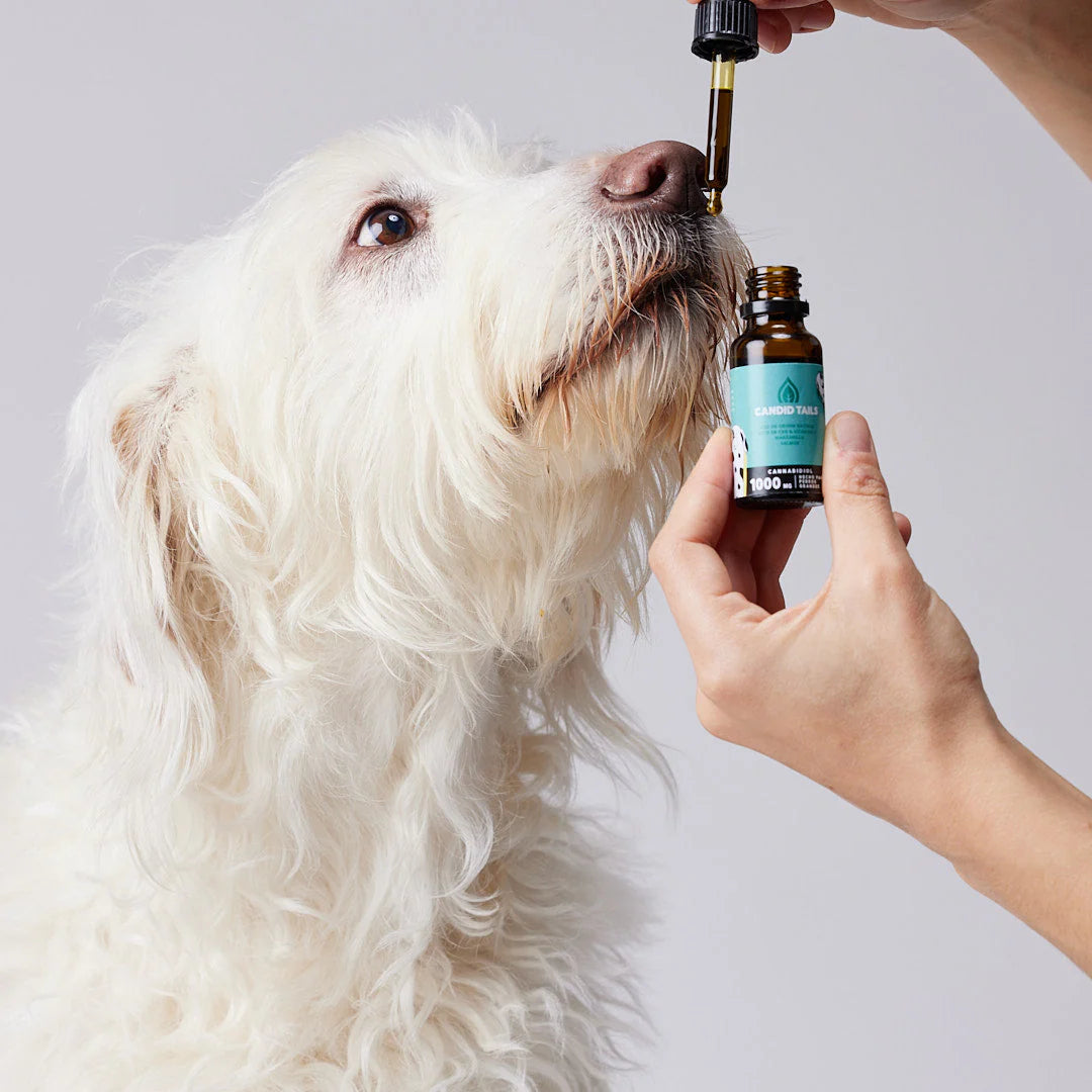 CANDID TAILS ACEITE CBD CON CÁÑAMO PARA PERRO GRANDE +25kg 20ML