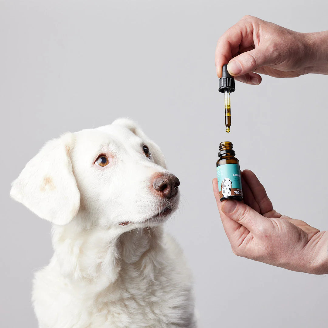 CANDID TAILS ACEITE CBD CON CÁÑAMO PARA PERRO MEDIANO 13-25kg 20ml