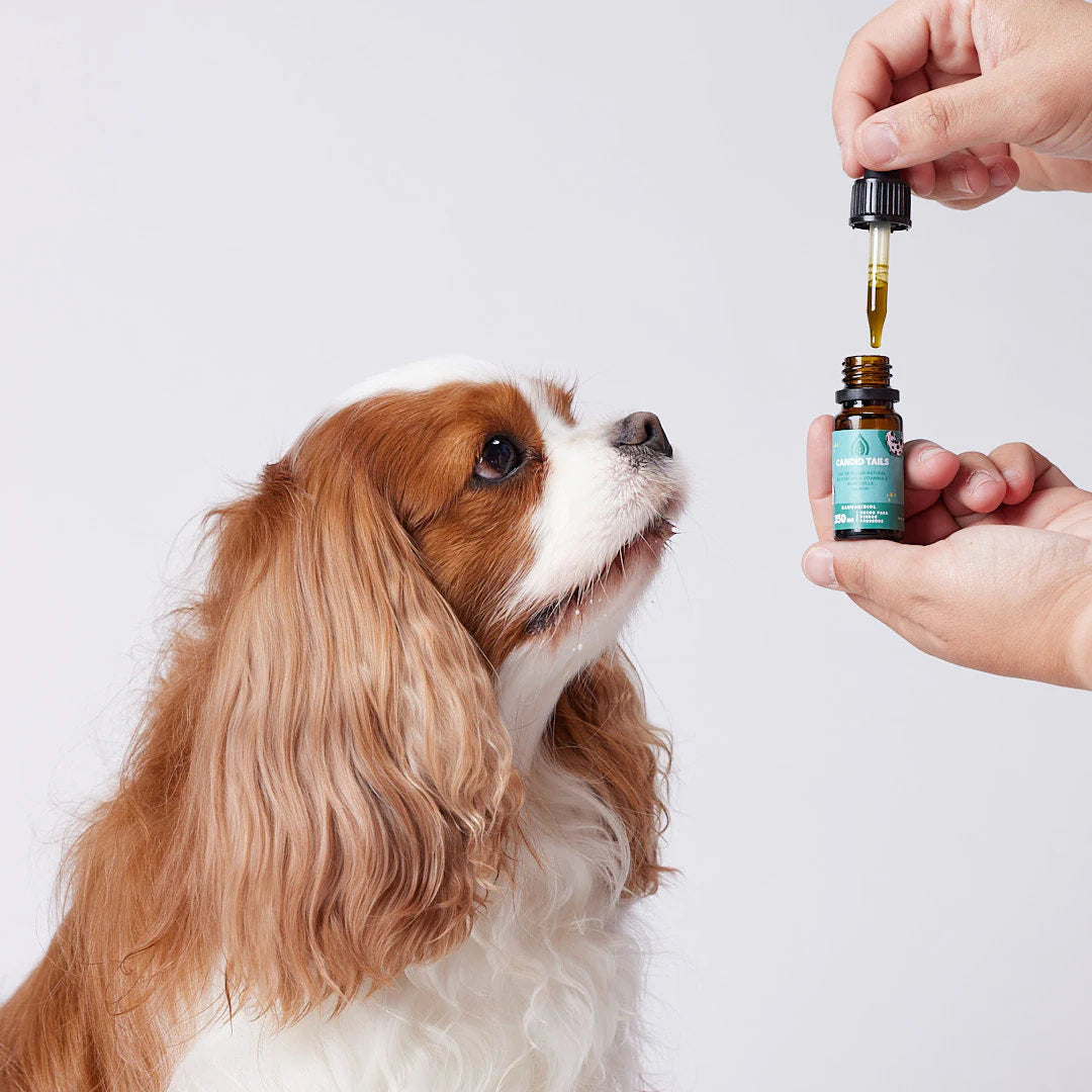 CANDID TAILS ACEITE CBD CON CÁÑAMO PARA PERRO PEQUEÑO <13kg 10ml