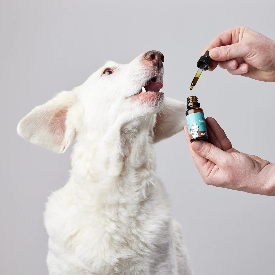 CANDID TAILS ACEITE CBD CON CÁÑAMO PARA PERRO MEDIANO 13-25kg 20ml