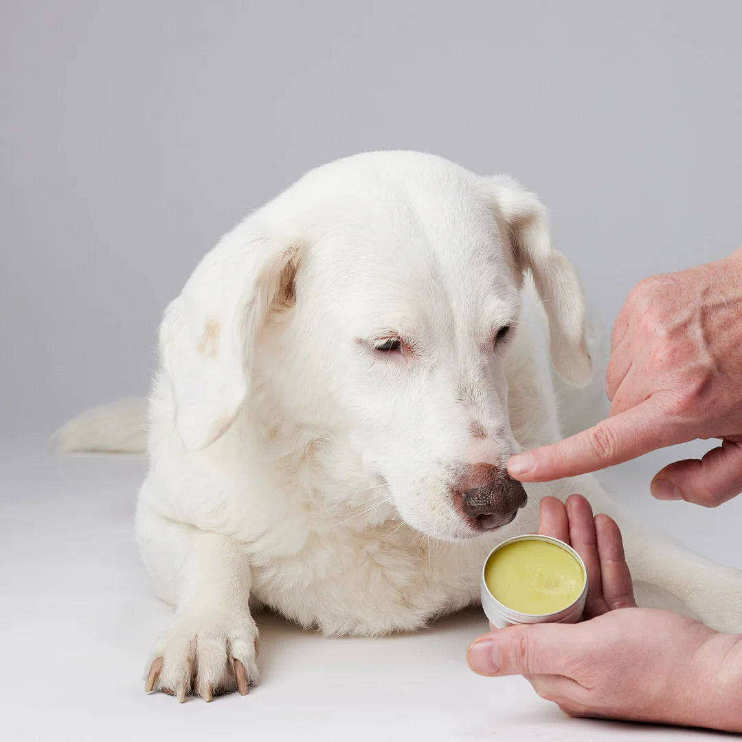 CANDID TAILS BÁLSAMO CON CBD Y CÁÑAMO PARA PERRO 30ml