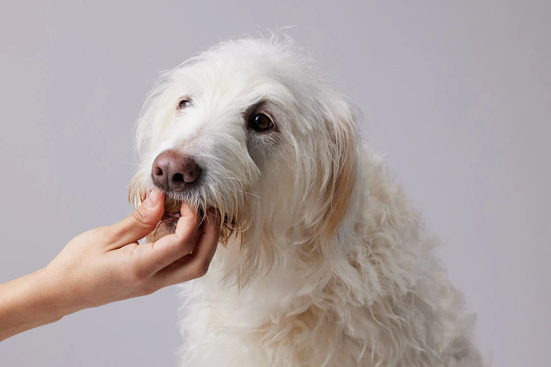 CANDID TAILS CALM SNACKS CON CBD Y CÁÑAMO PARA PERRO 150gr