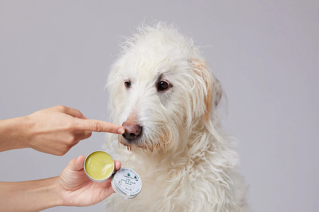 CANDID TAILS BÁLSAMO CON CBD Y CÁÑAMO PARA PERRO 30ml