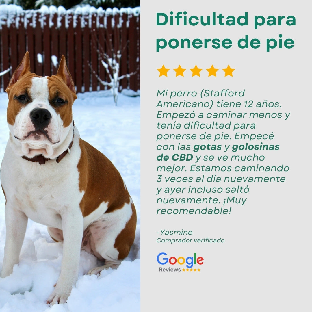 CANDID TAILS ACEITE CBD CON CÁÑAMO PARA PERRO GRANDE +25kg 20ML