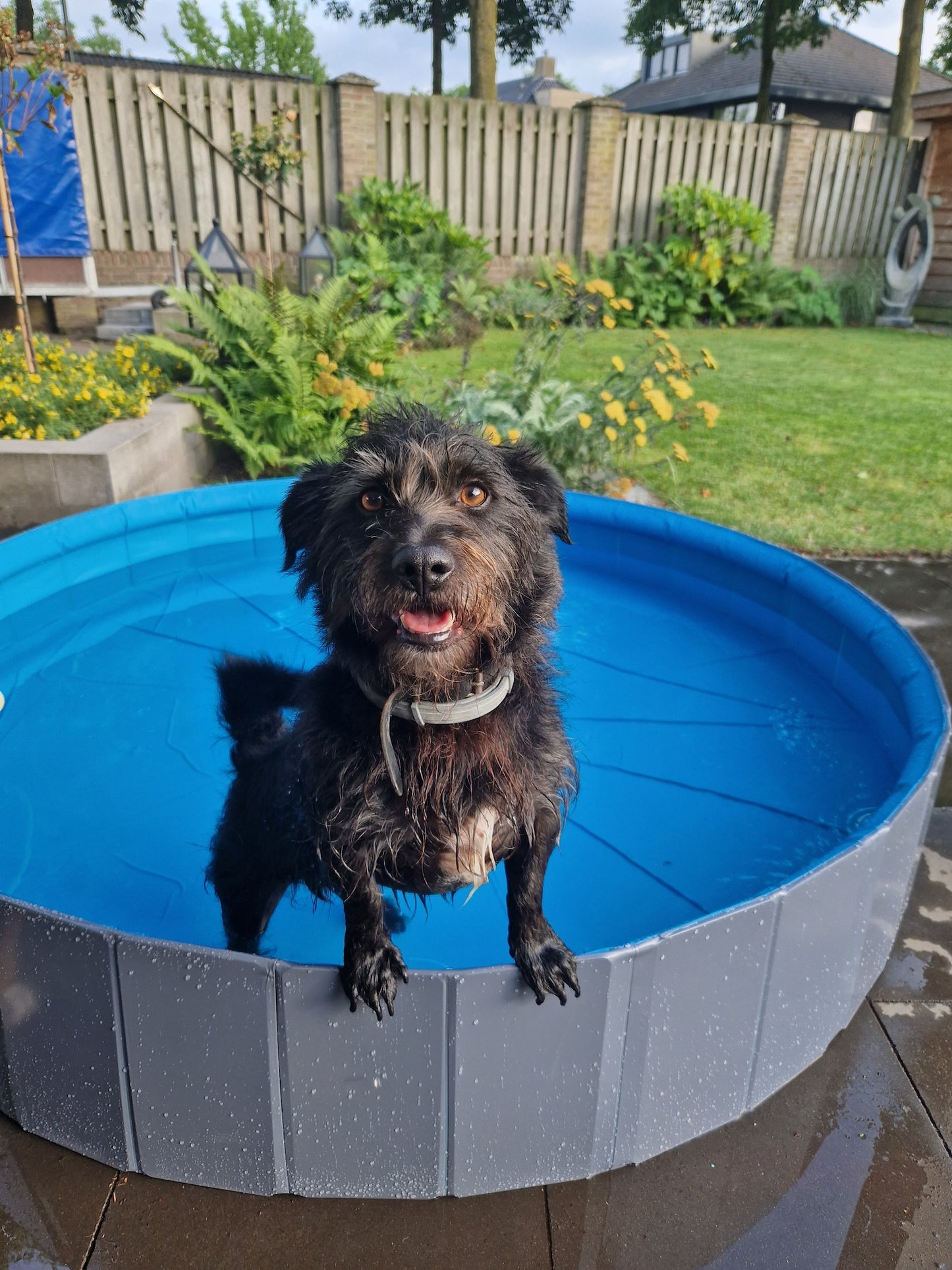 FLAMINGO DOG POOL SPRINKLE BLUE AND GREY