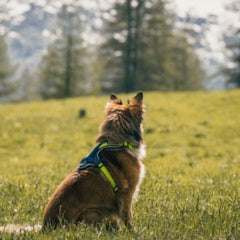 MYFAMILY MEMOPET HARNESS - GREEN AND BLUE