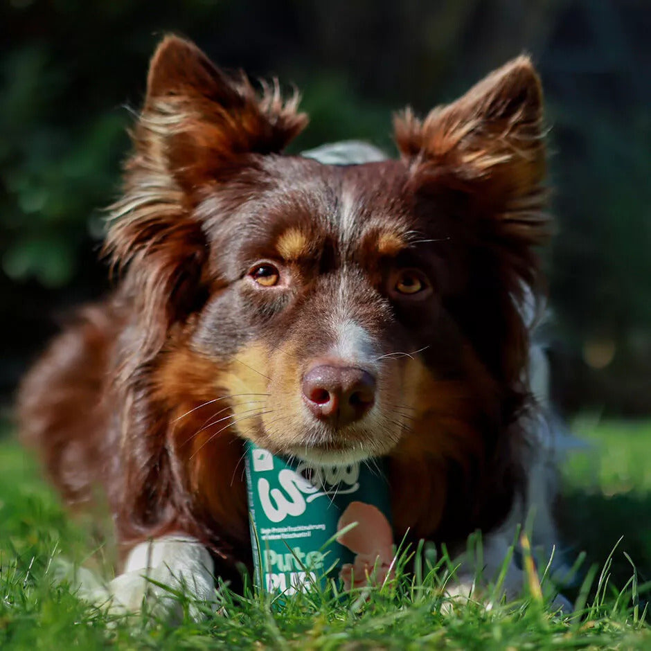WOW ALIMENTO HÚMEDO DE PAVO PARA PERRO - PURO