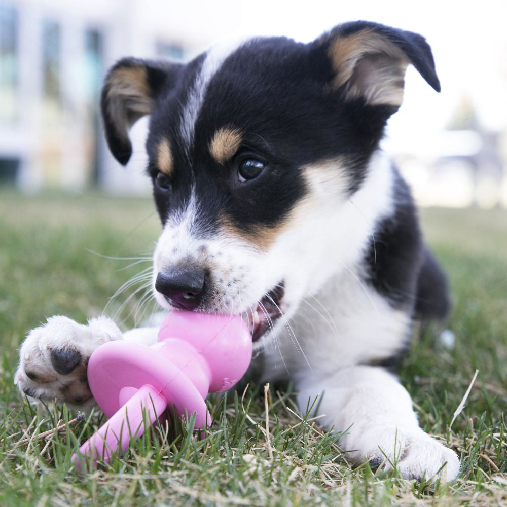 KONG PUPPY BINKIE