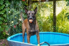 FLAMINGO DOG POOL SPRINKLE BLUE AND GREY